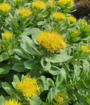 Mitolyn Rhodiola